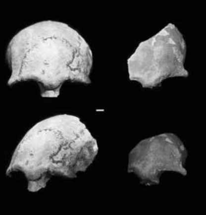 human skull front. #39;Hobbit#39; sized skulls found on